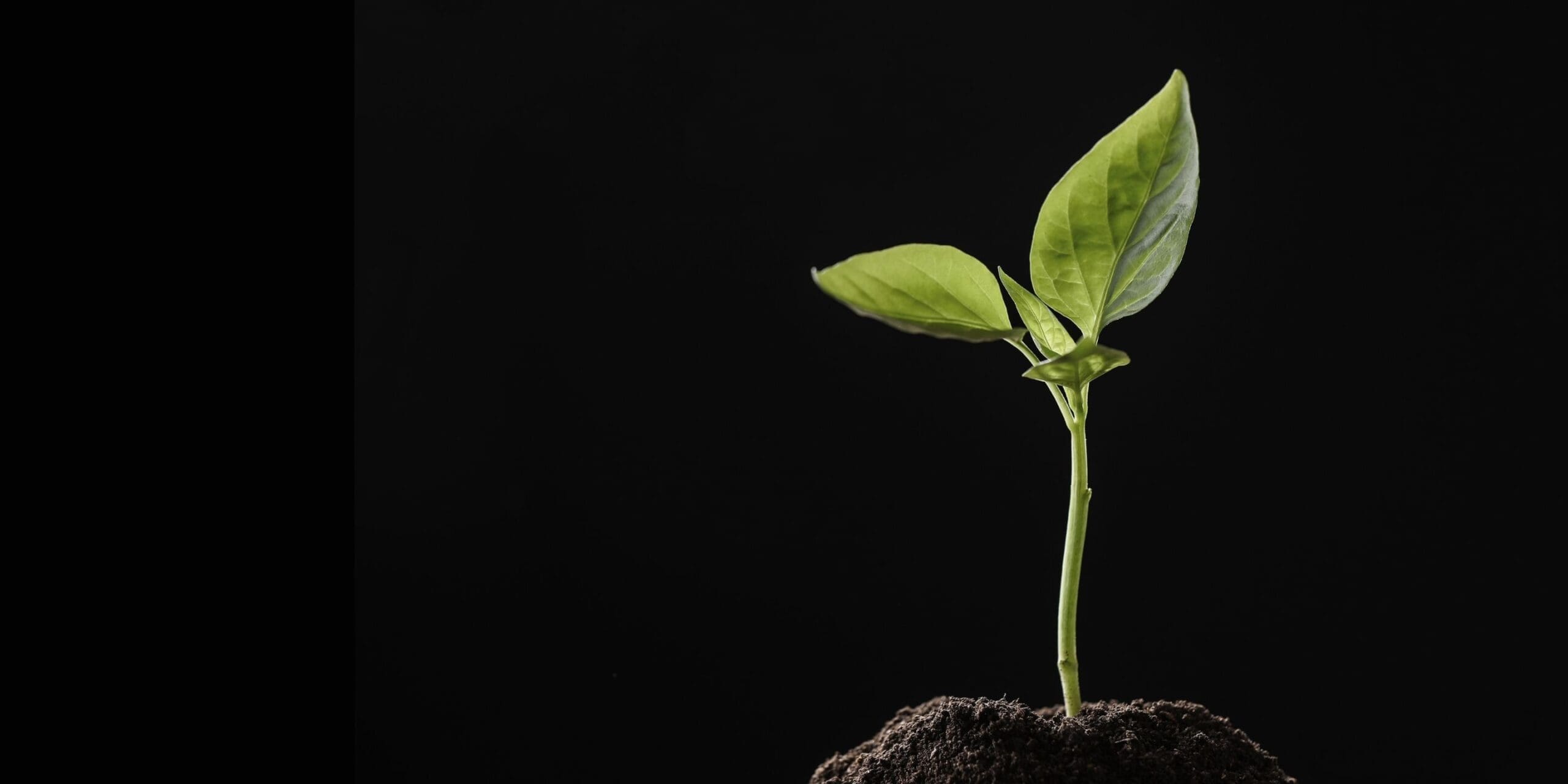 Organic Growth Strategy
